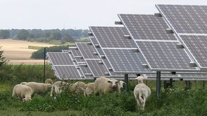 Freiflächensolaranlage auf einem grünen Feld mit weißen Schafen neben der Anlage